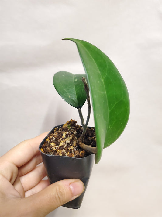 H. fuscomarginata