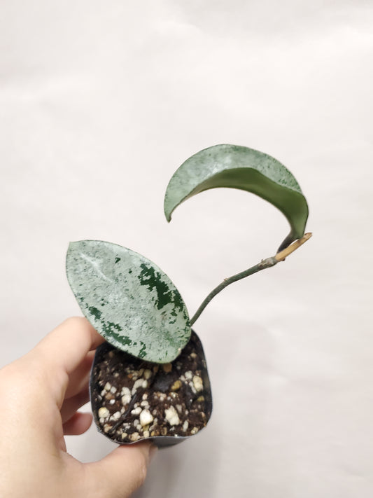 H. nova ghost
