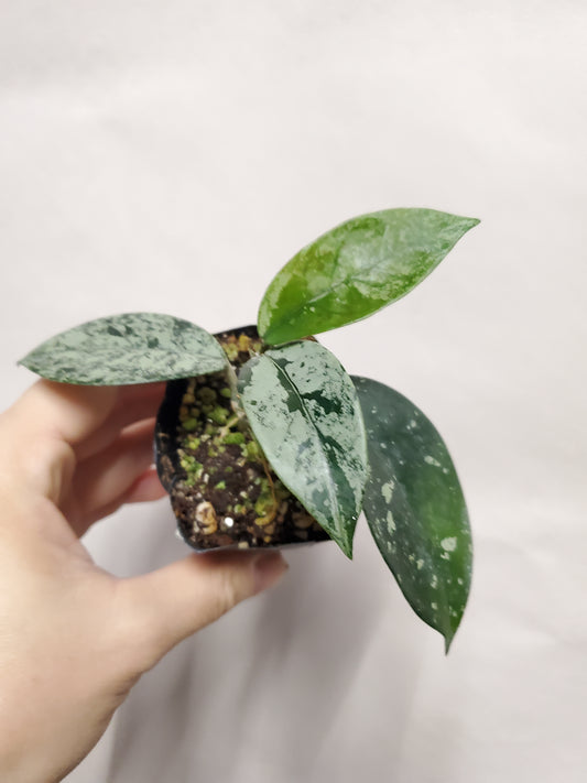 H. freckles splash