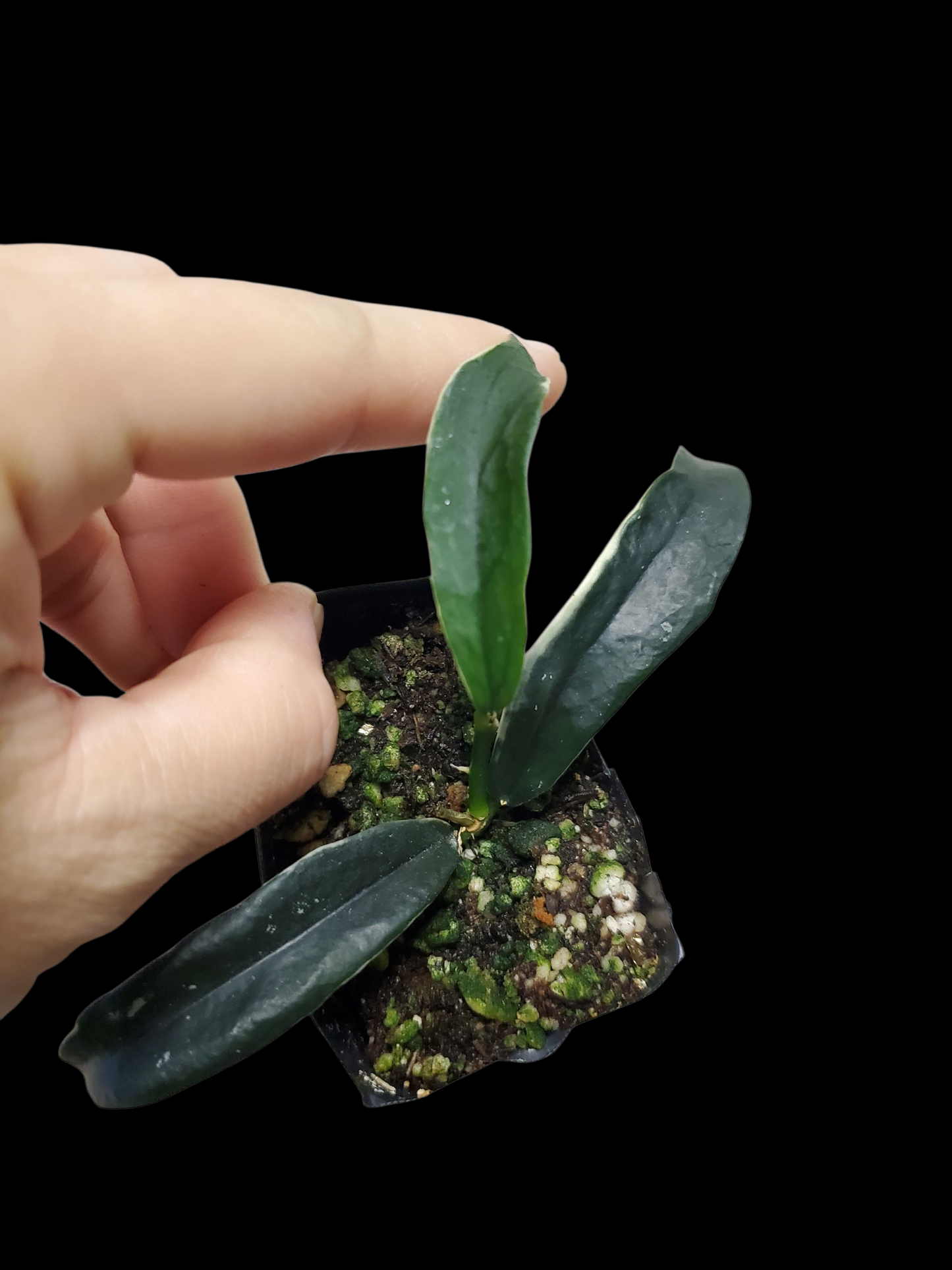 H. lobbii albomarginata