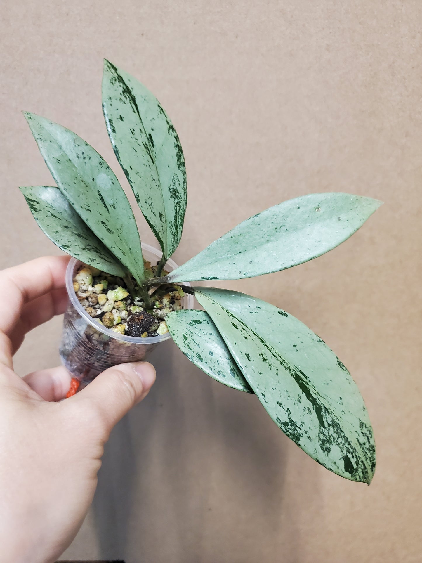 H. pubicalyx pink silver ghost