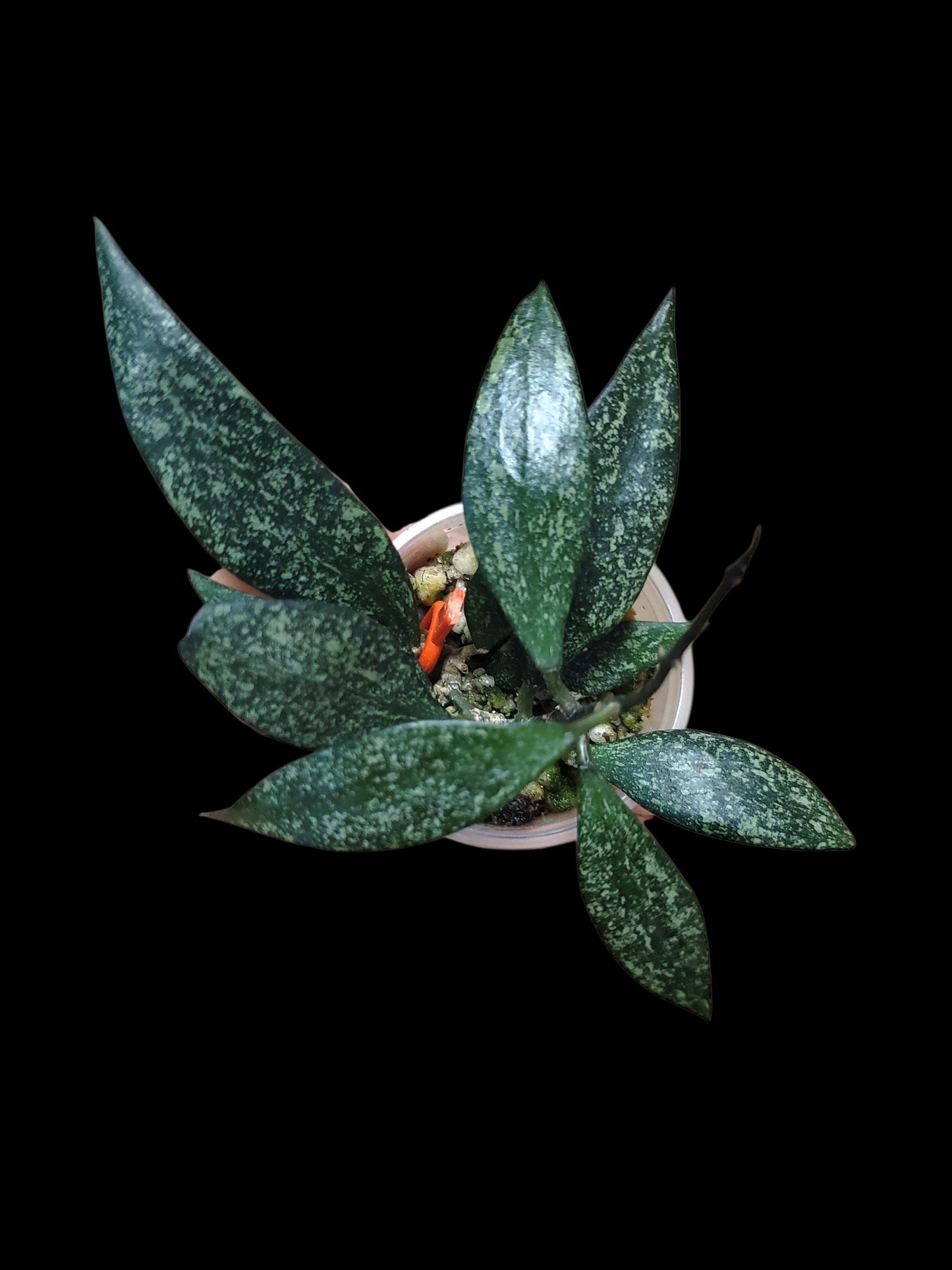H. parviflora splash