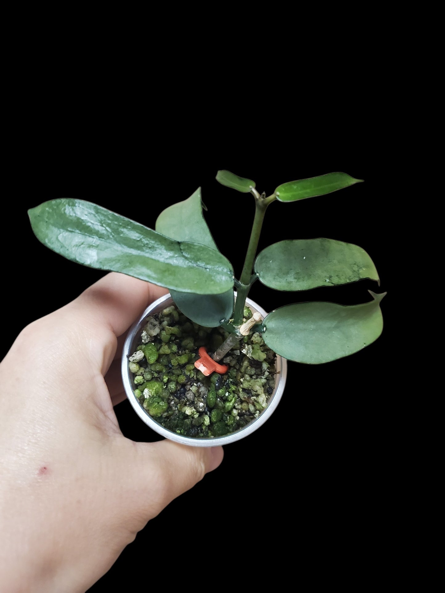 H. pandurata silver