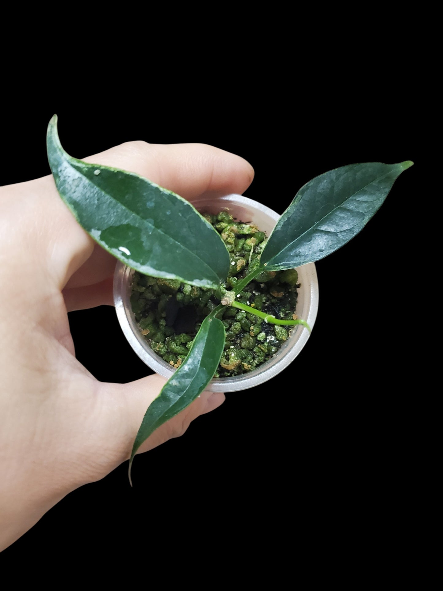 H. boutii albo