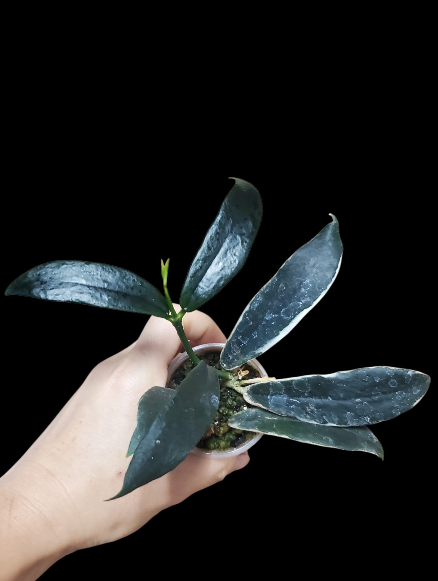H. lobbii albomarginata