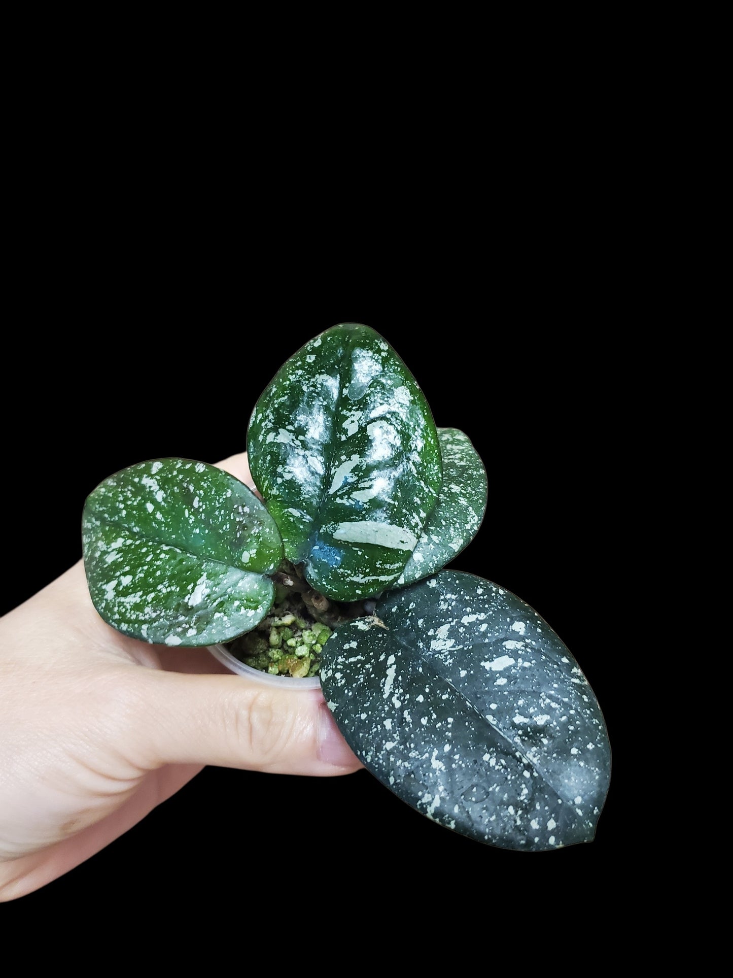 H. bonii round leaves splash