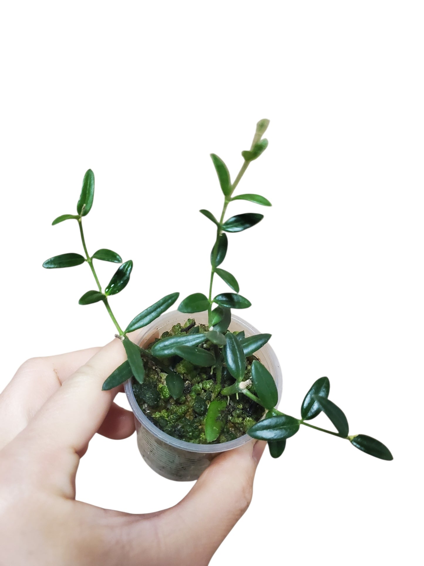 H. engleriana