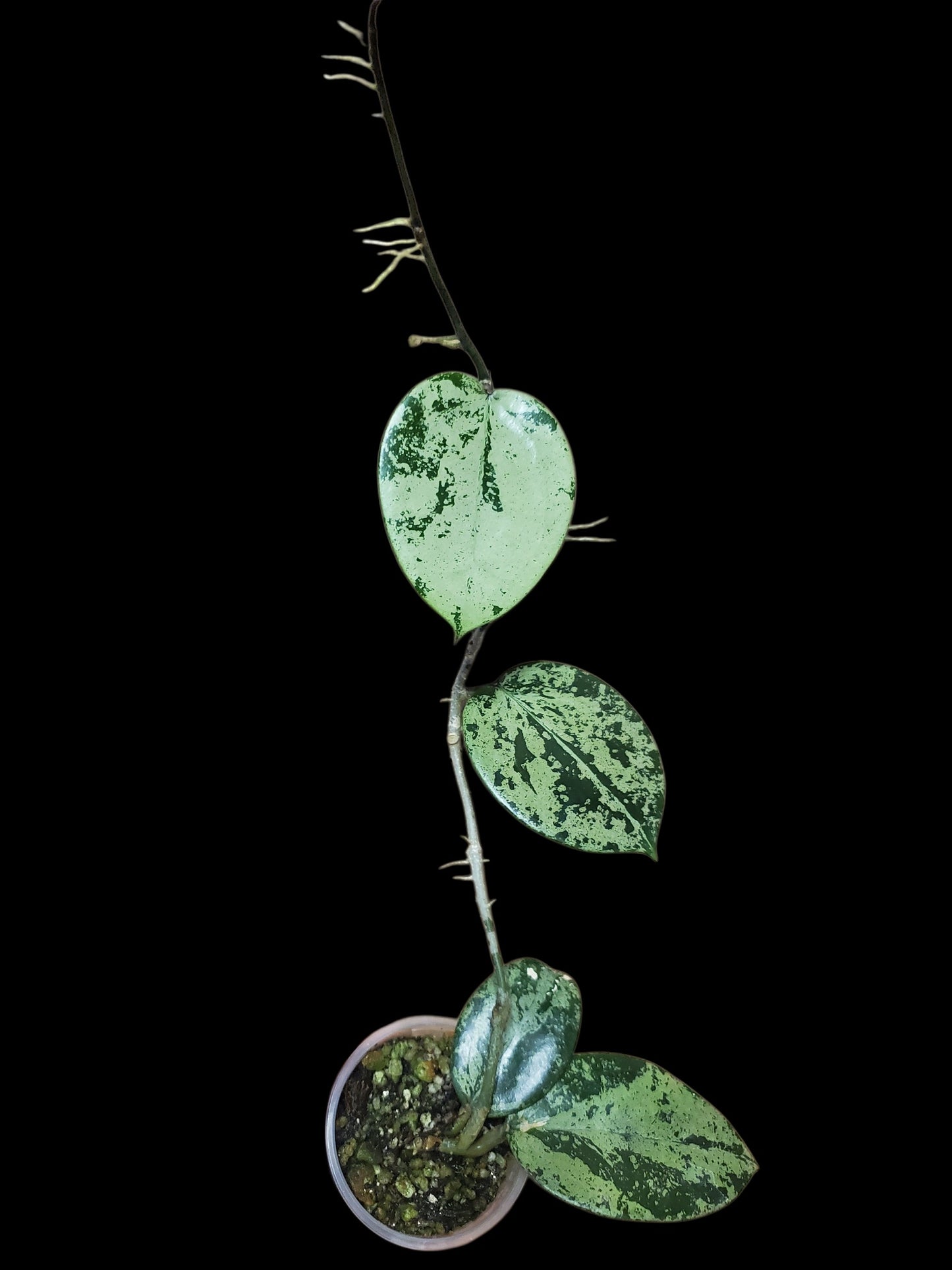H. parasitica hear leaves silver