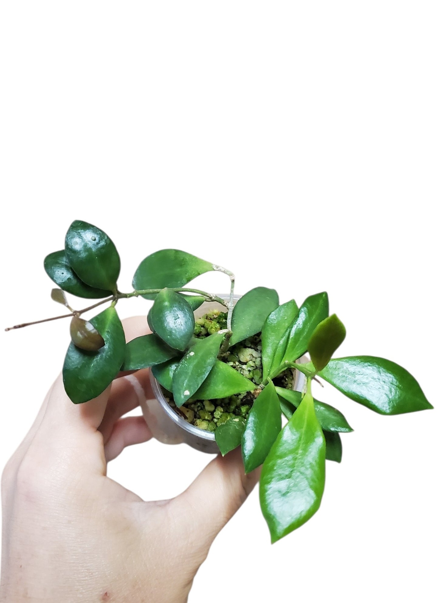 H. leytensis