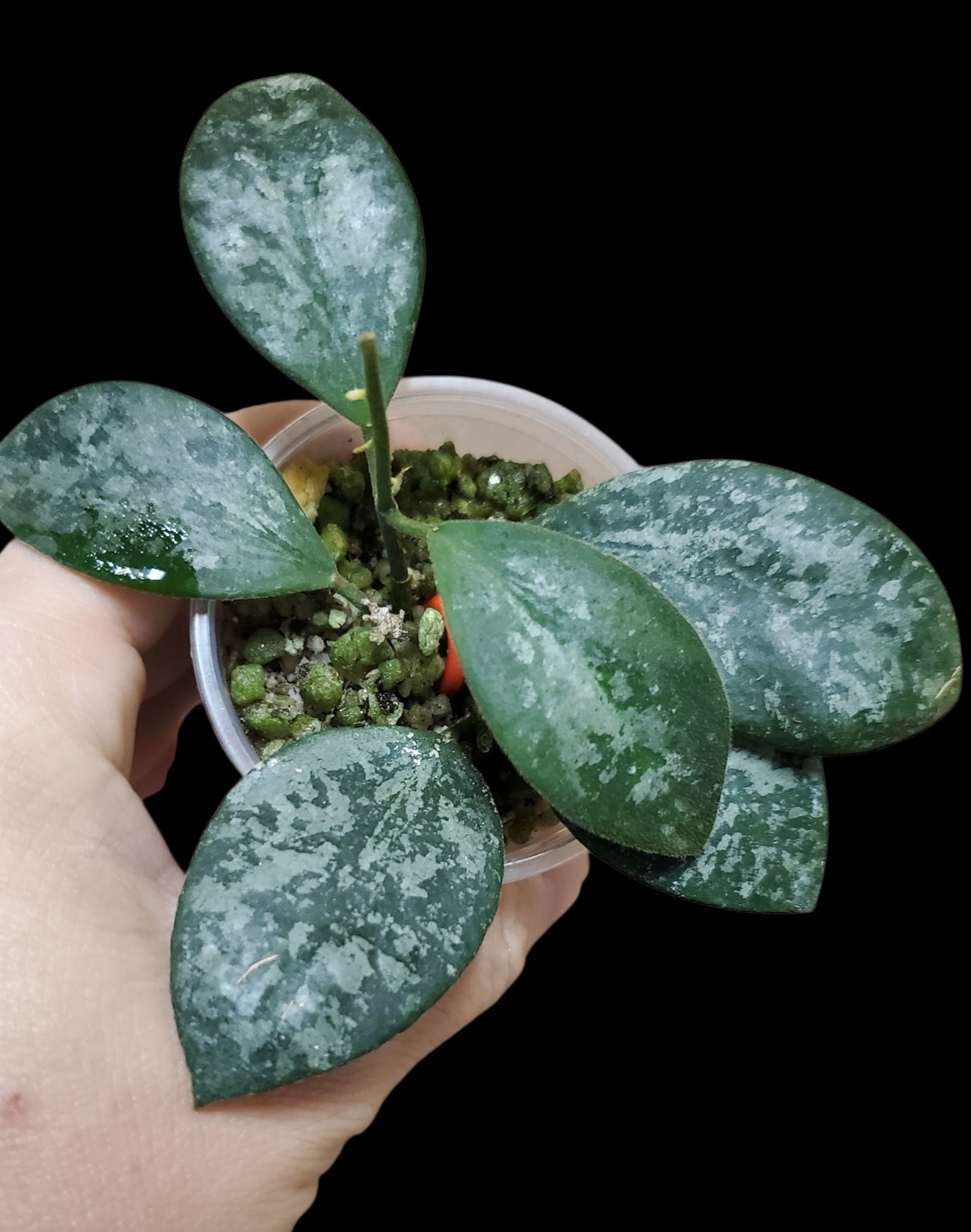 H. sp. Indonesia splash