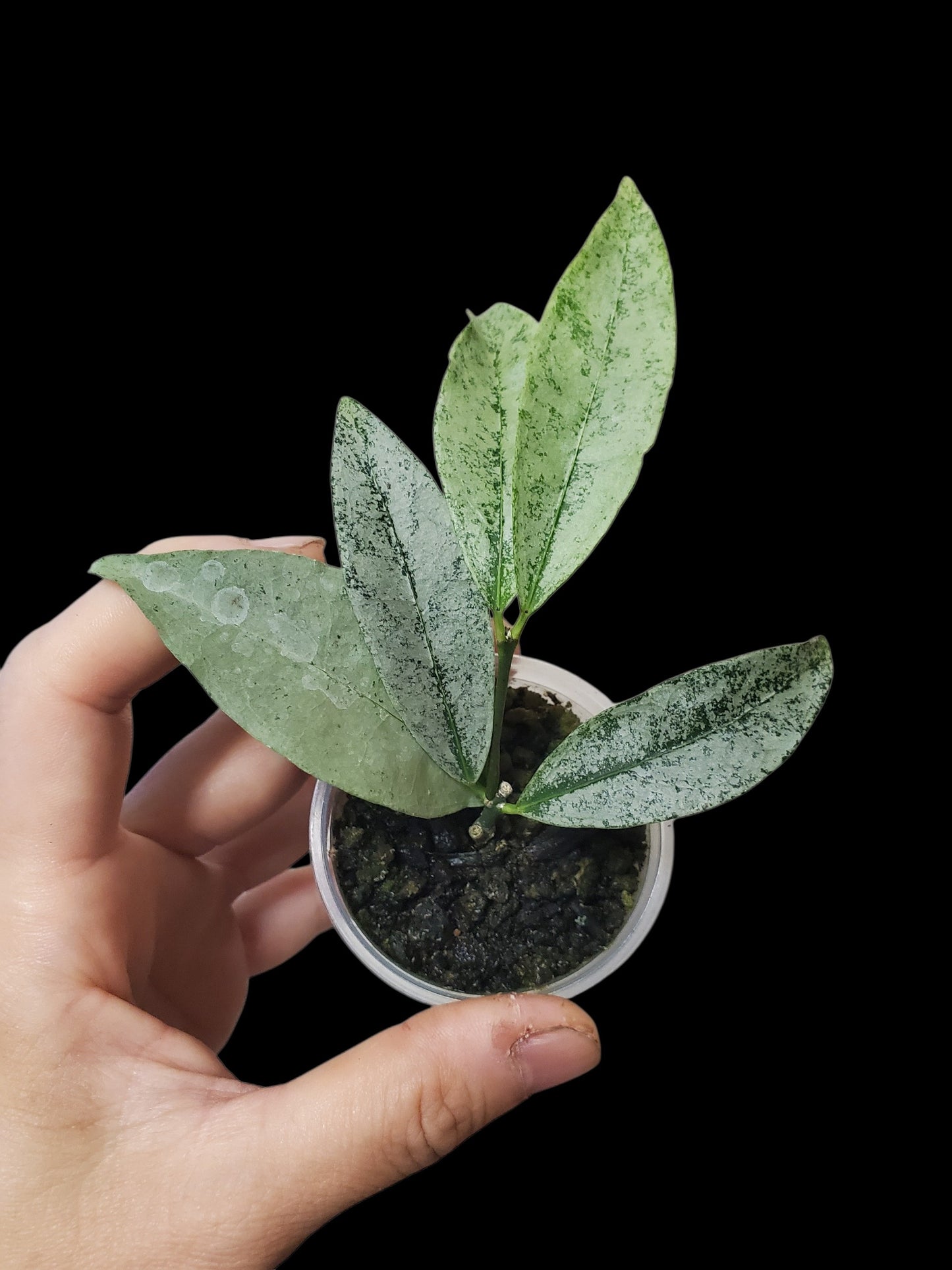 H. amicabilis silver