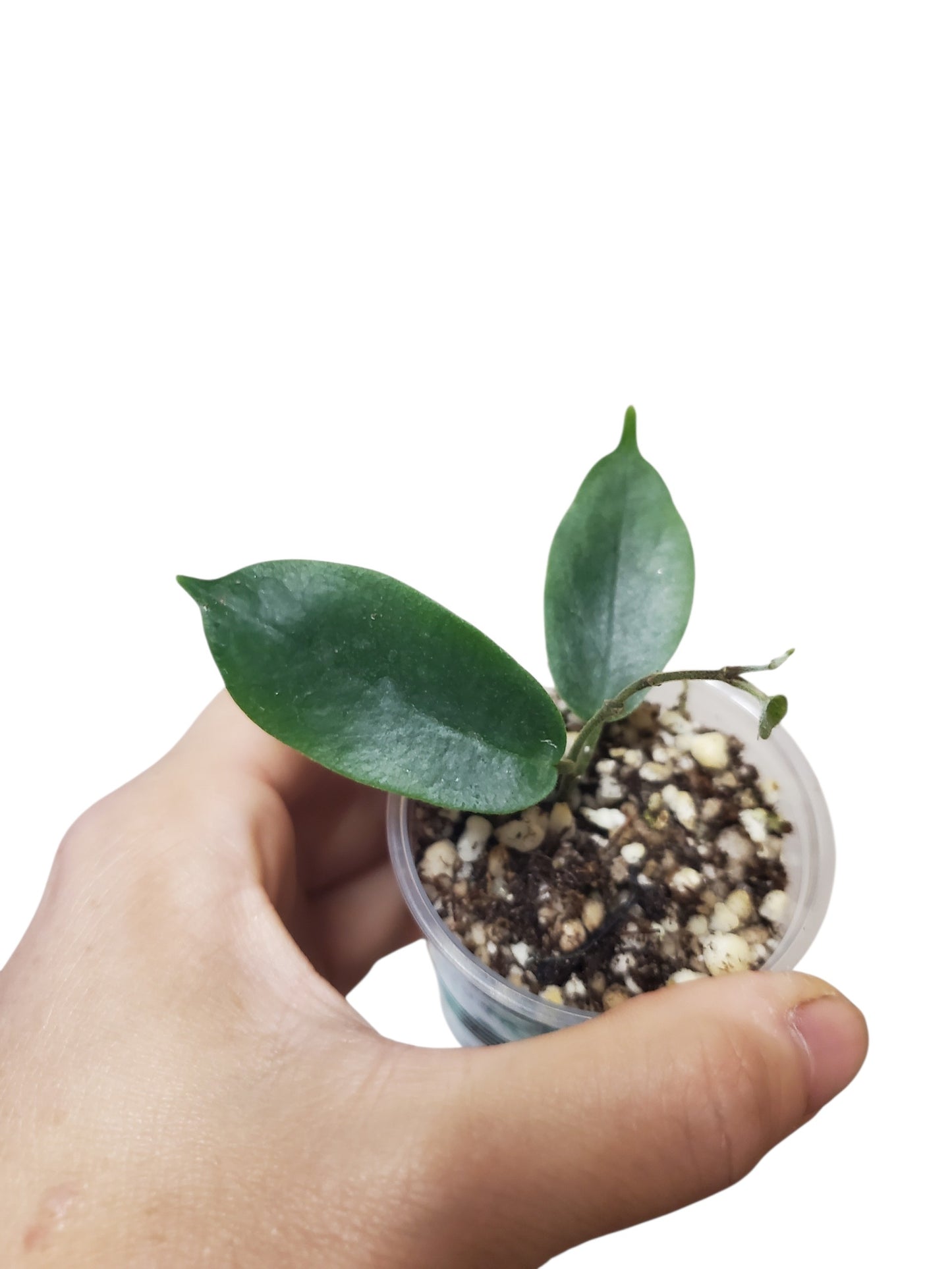 H. inflata
