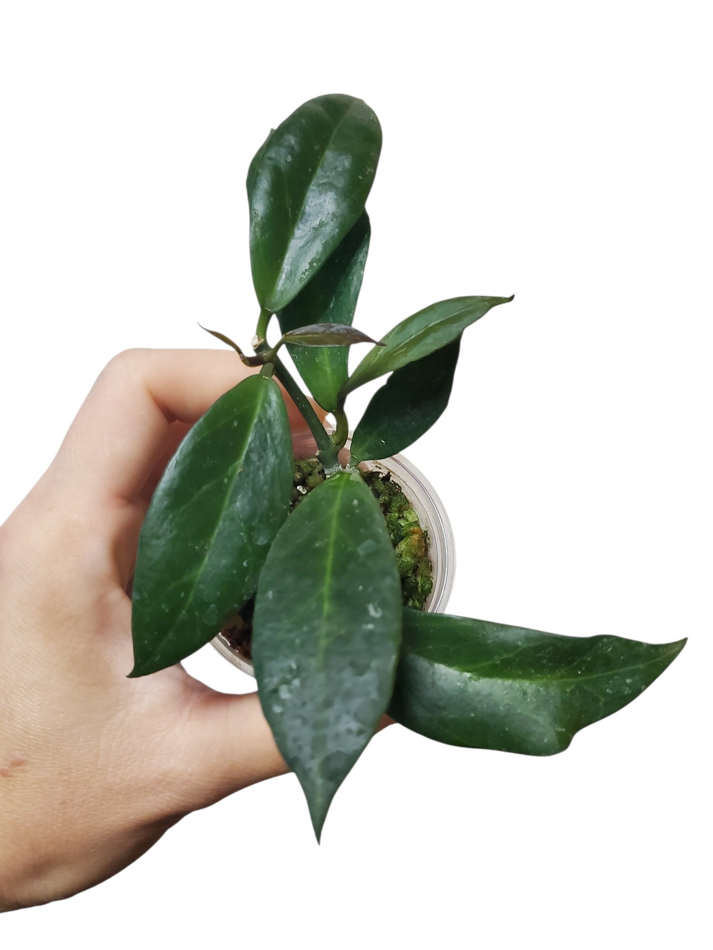 H. lacunosa x obscura
