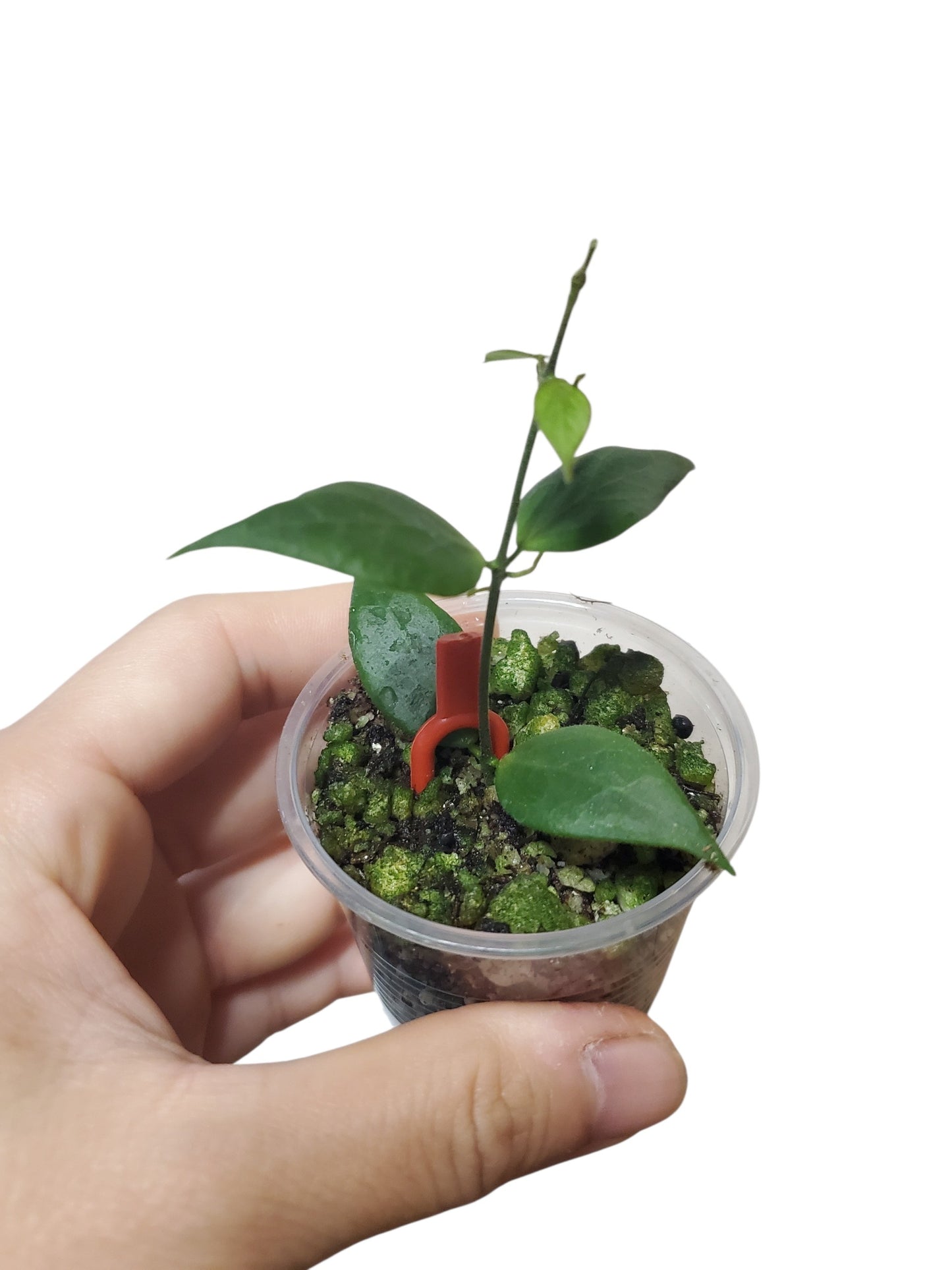 H. microstemma