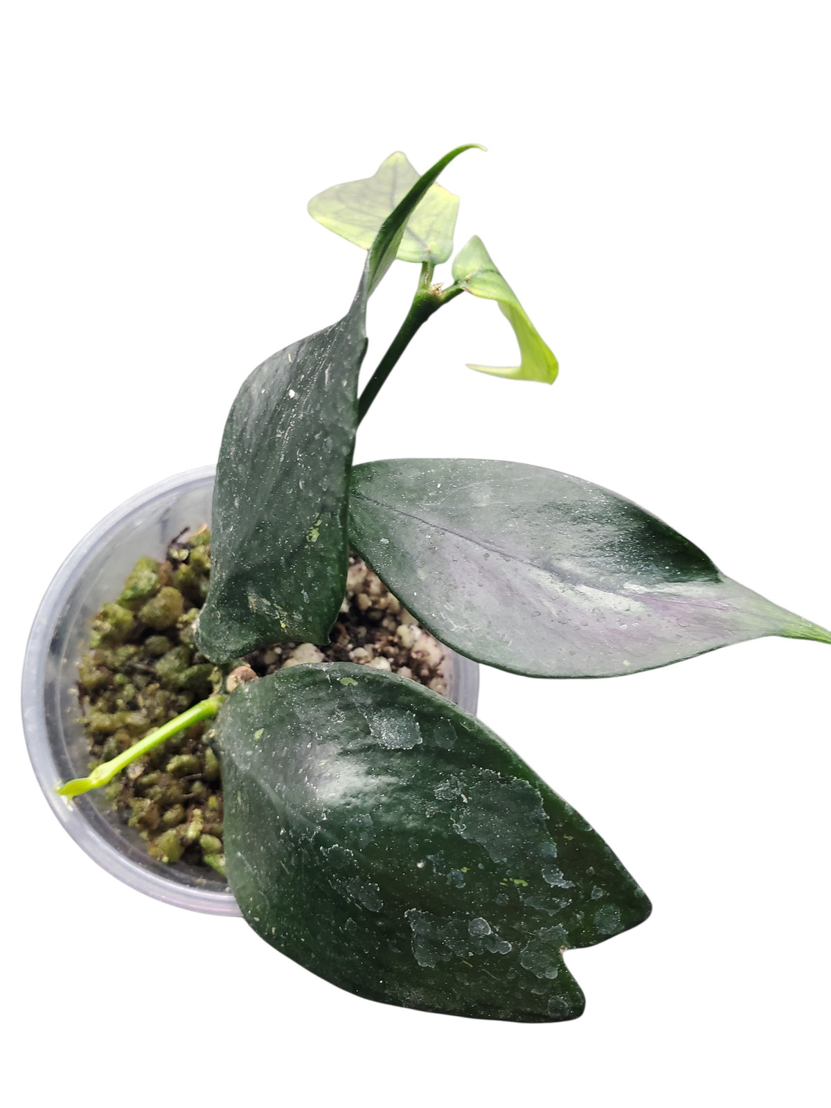 H. polyneura