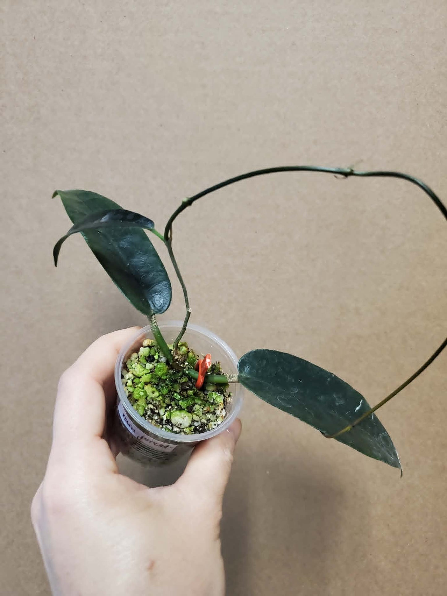 H. Cv. Rainforest