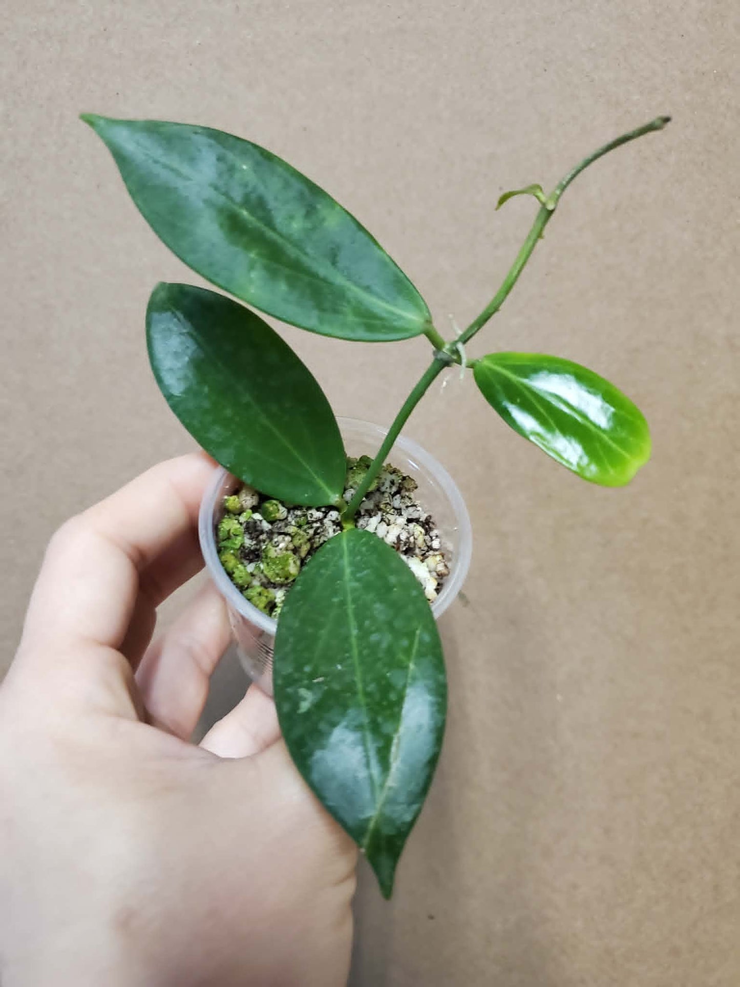 H. sanguine