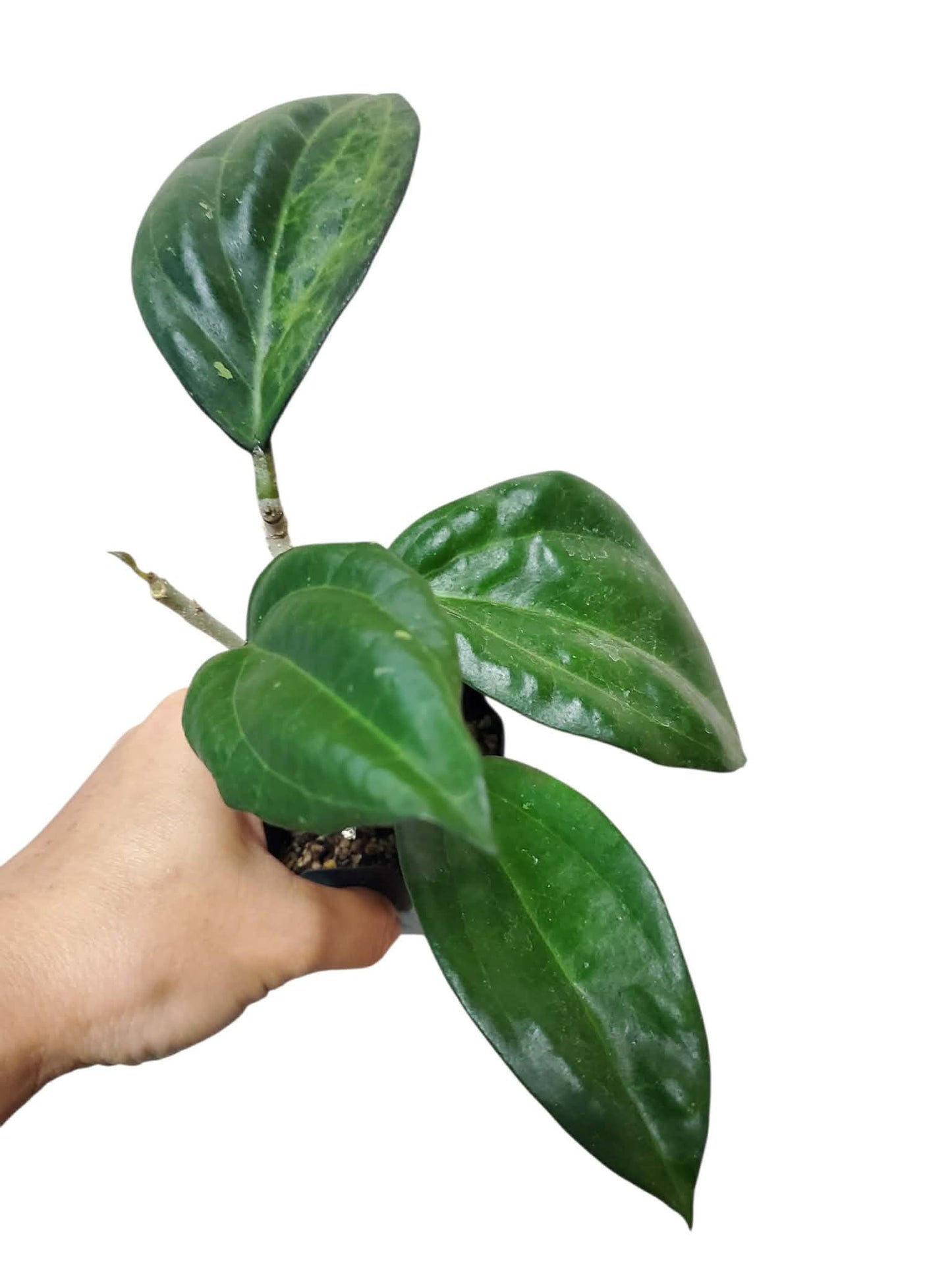 H. icensis