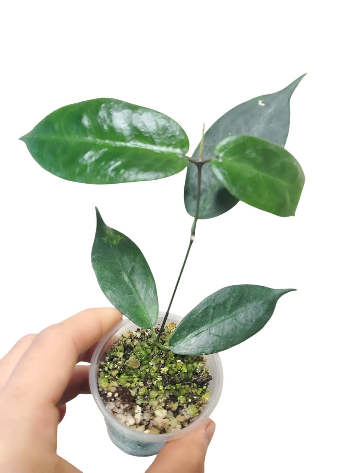 H. melagaster