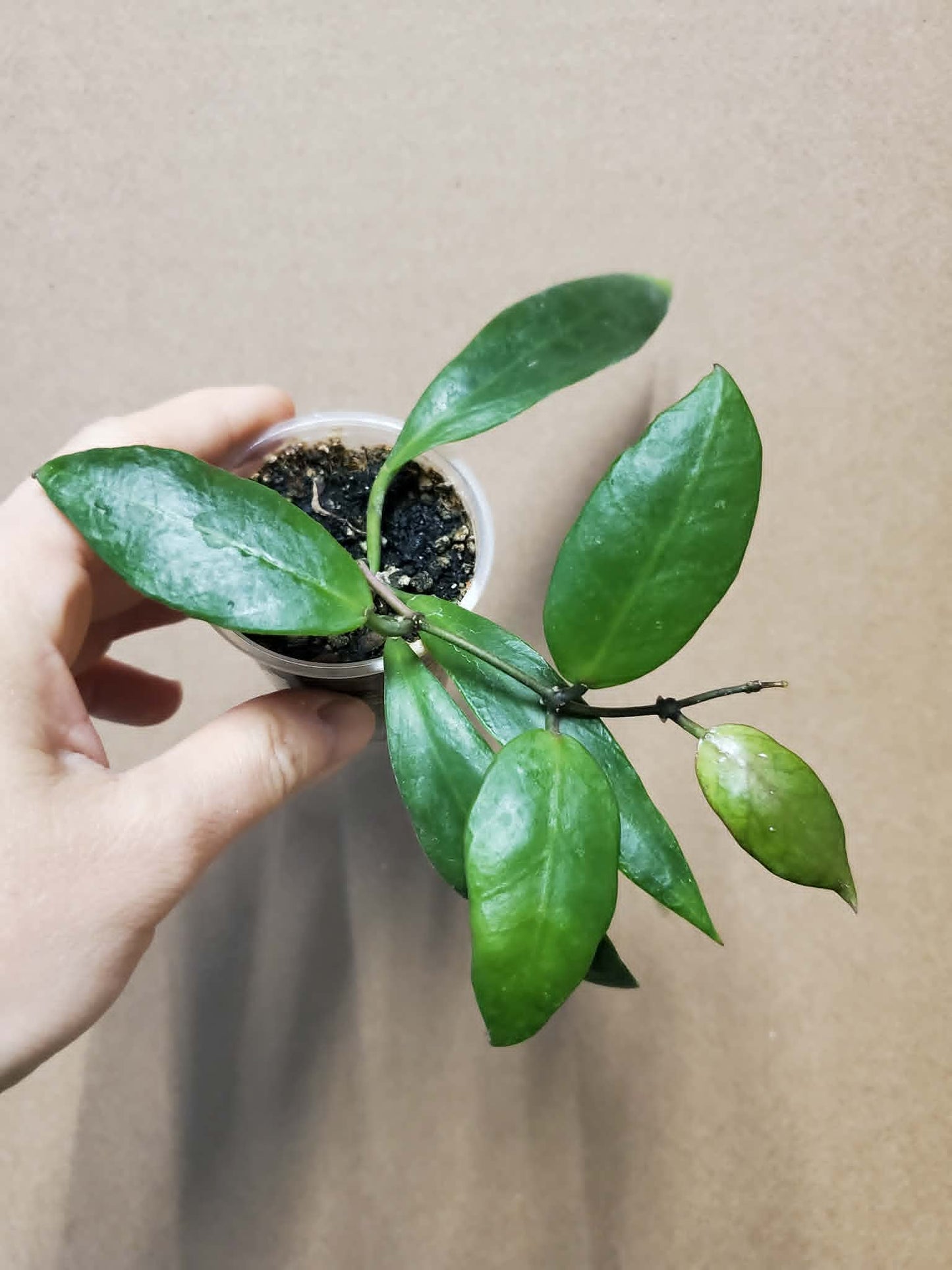 H. sp. ambon