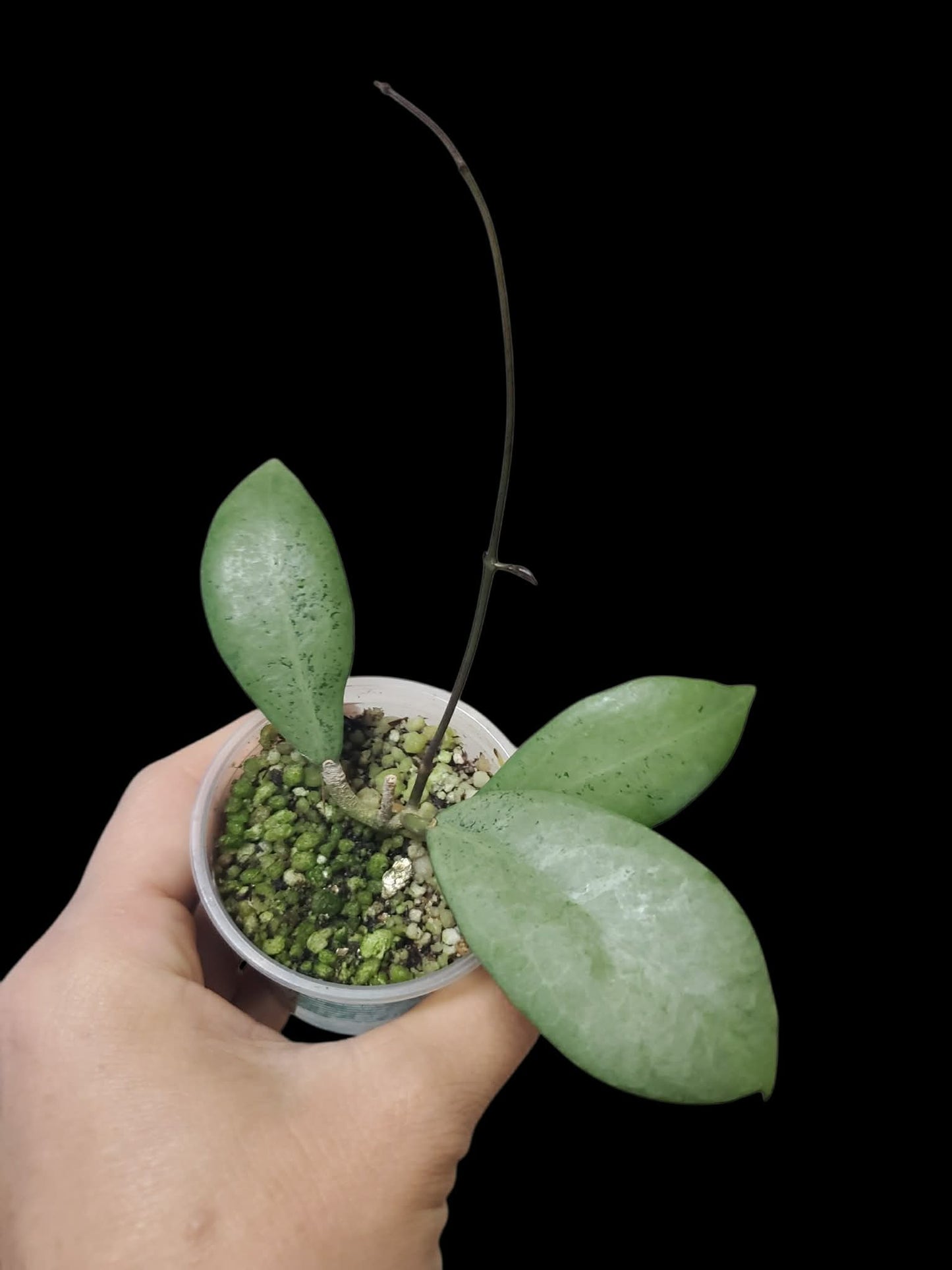 H. erythrostemma silver