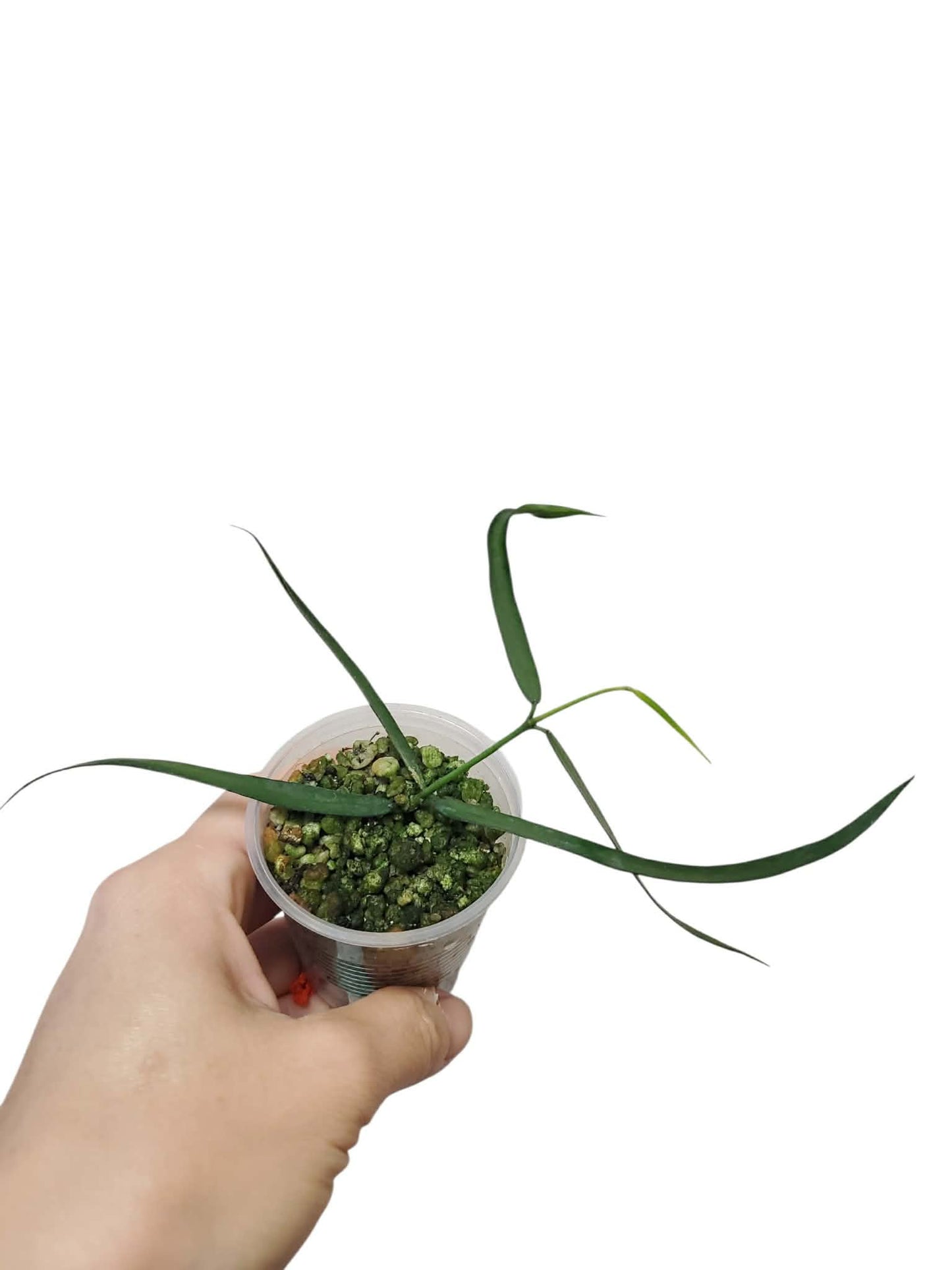 H. pandurata angustifolia
