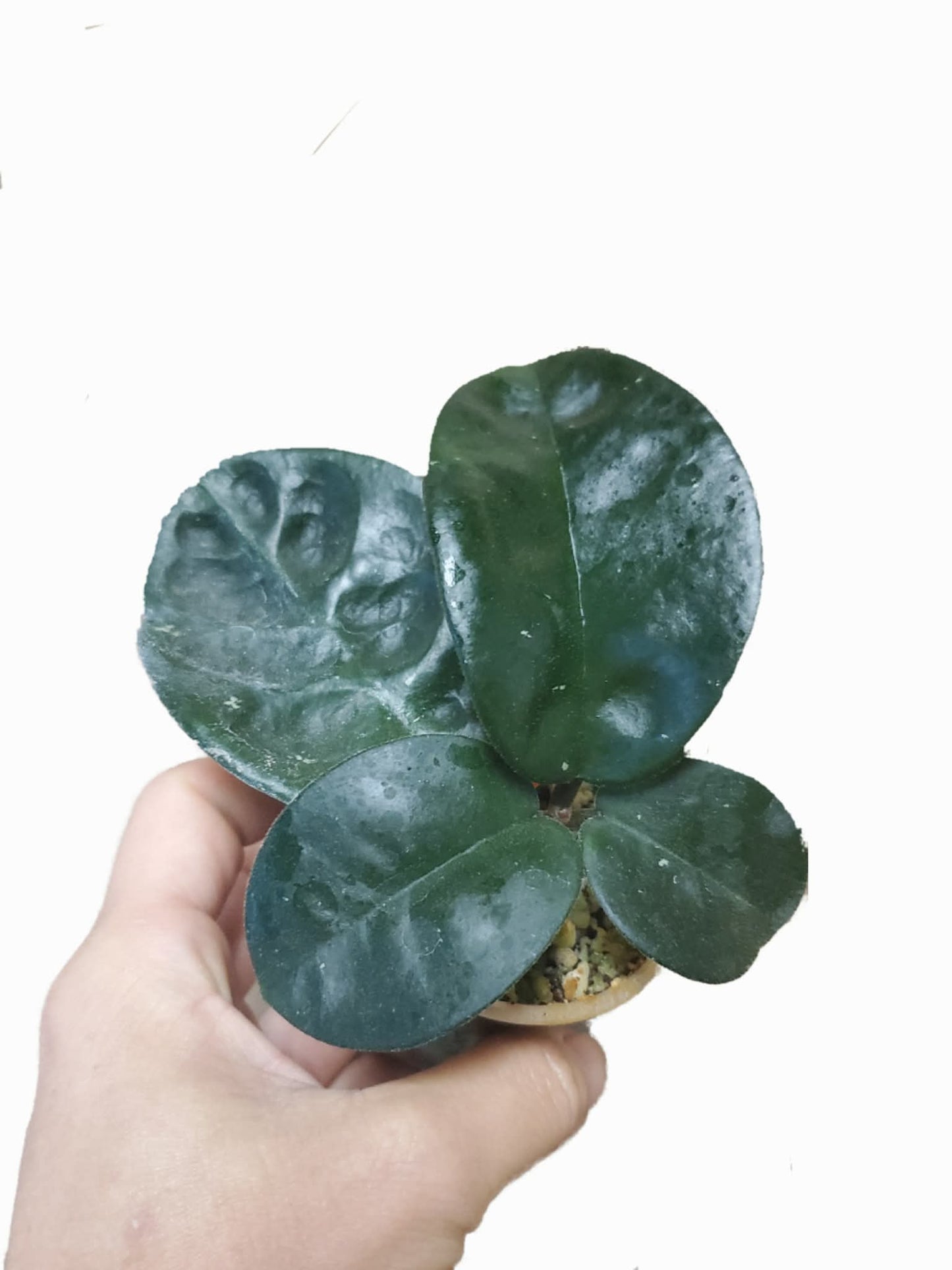 H. krinkle 8