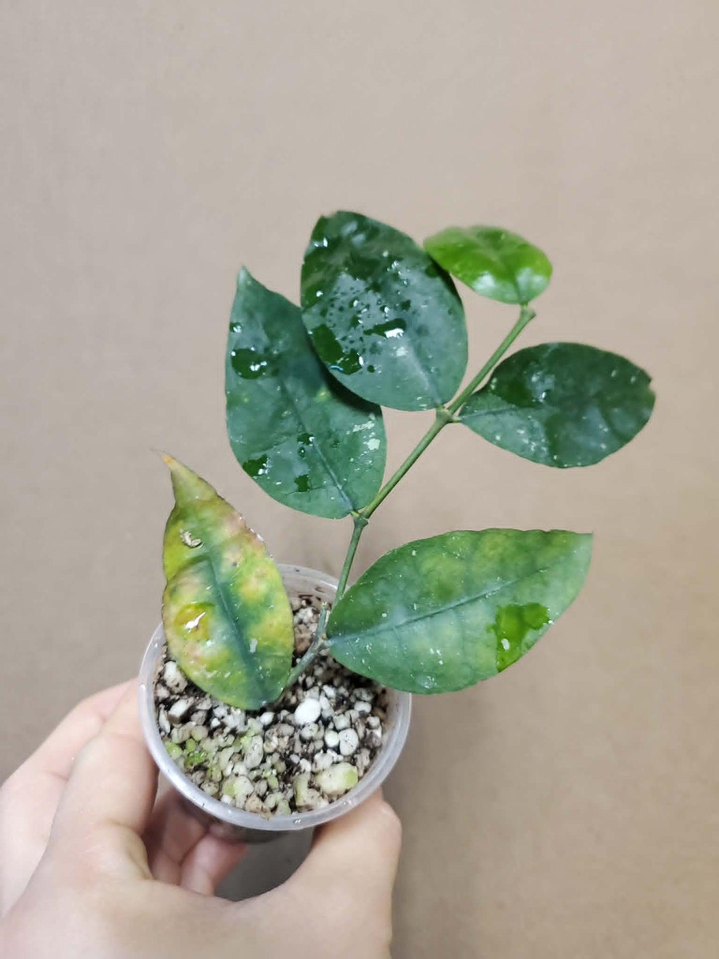 H. ignorata