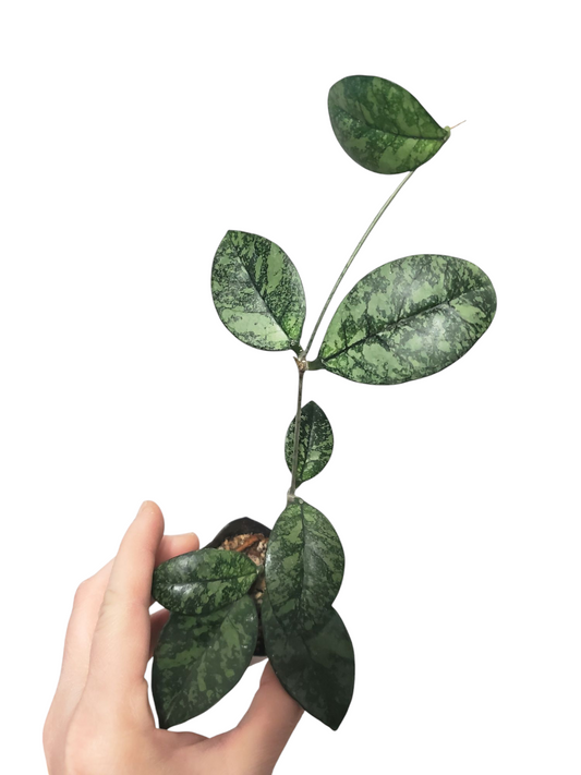 H. crassipetiolata round leaves splash