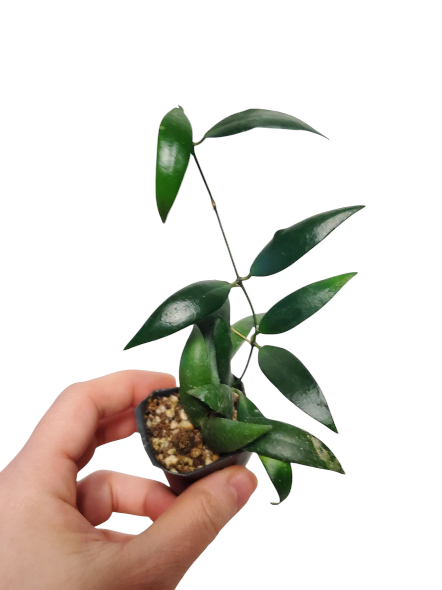 H. parviflora