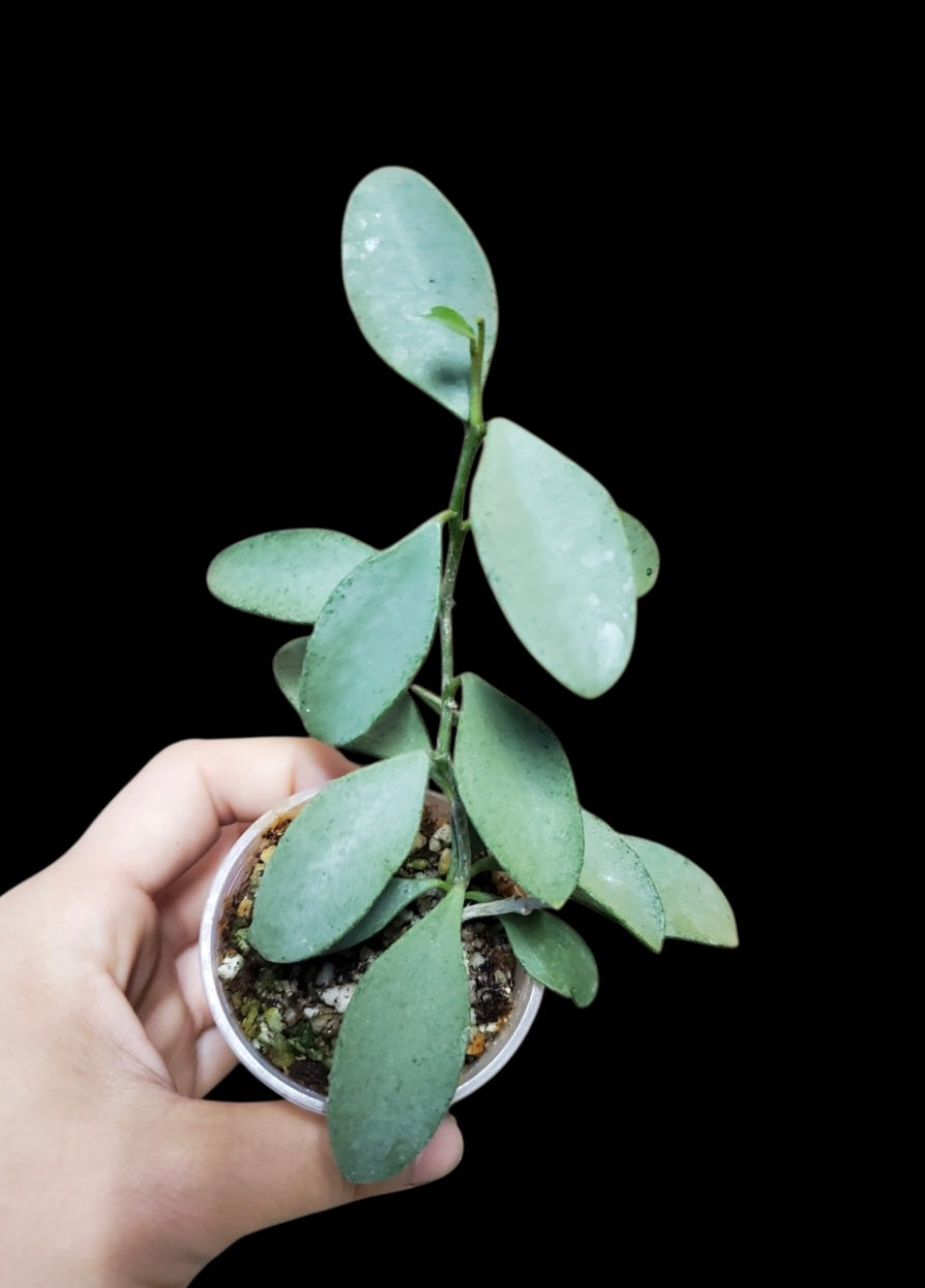 H. nummularioides silver