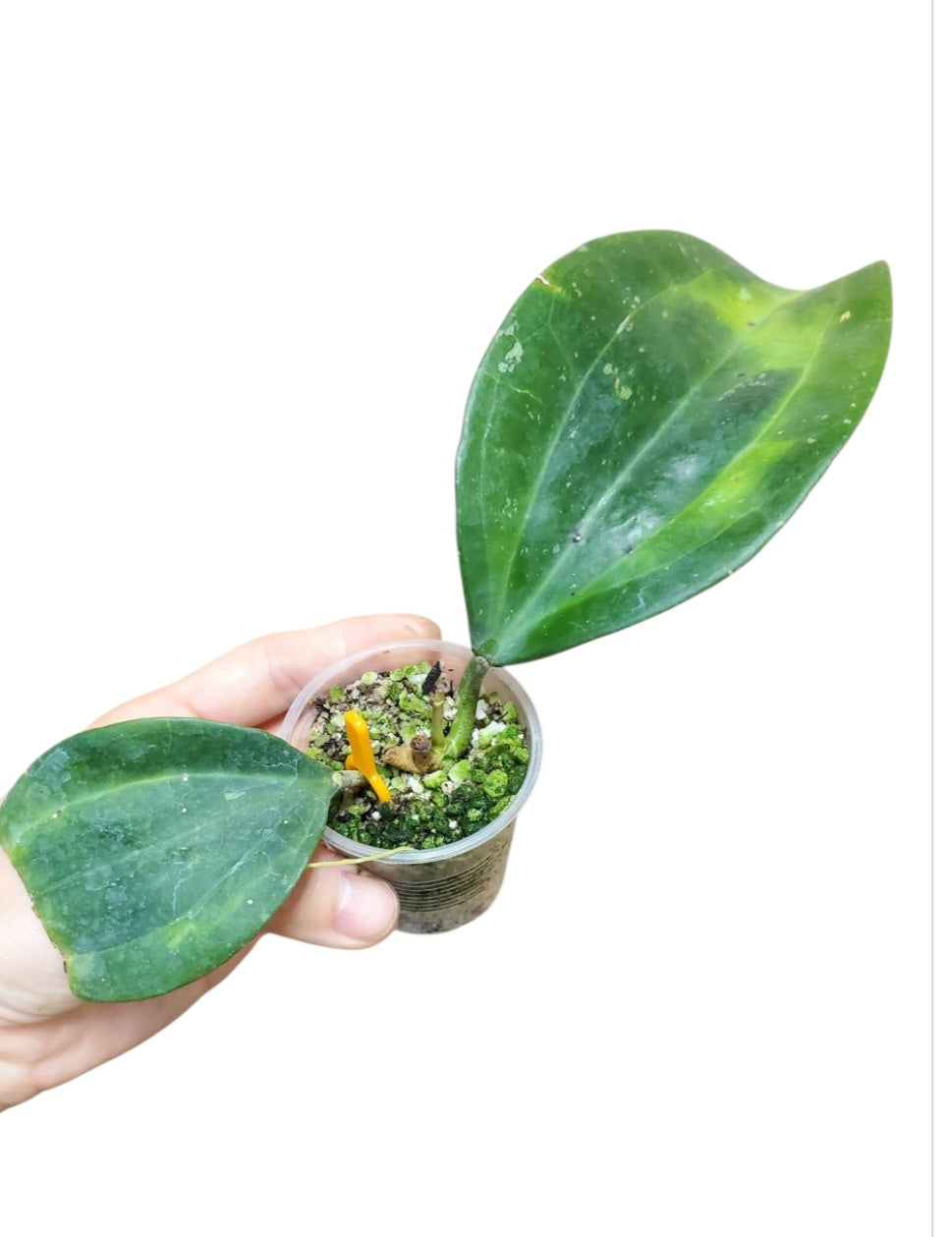 H. macrophylla baibua