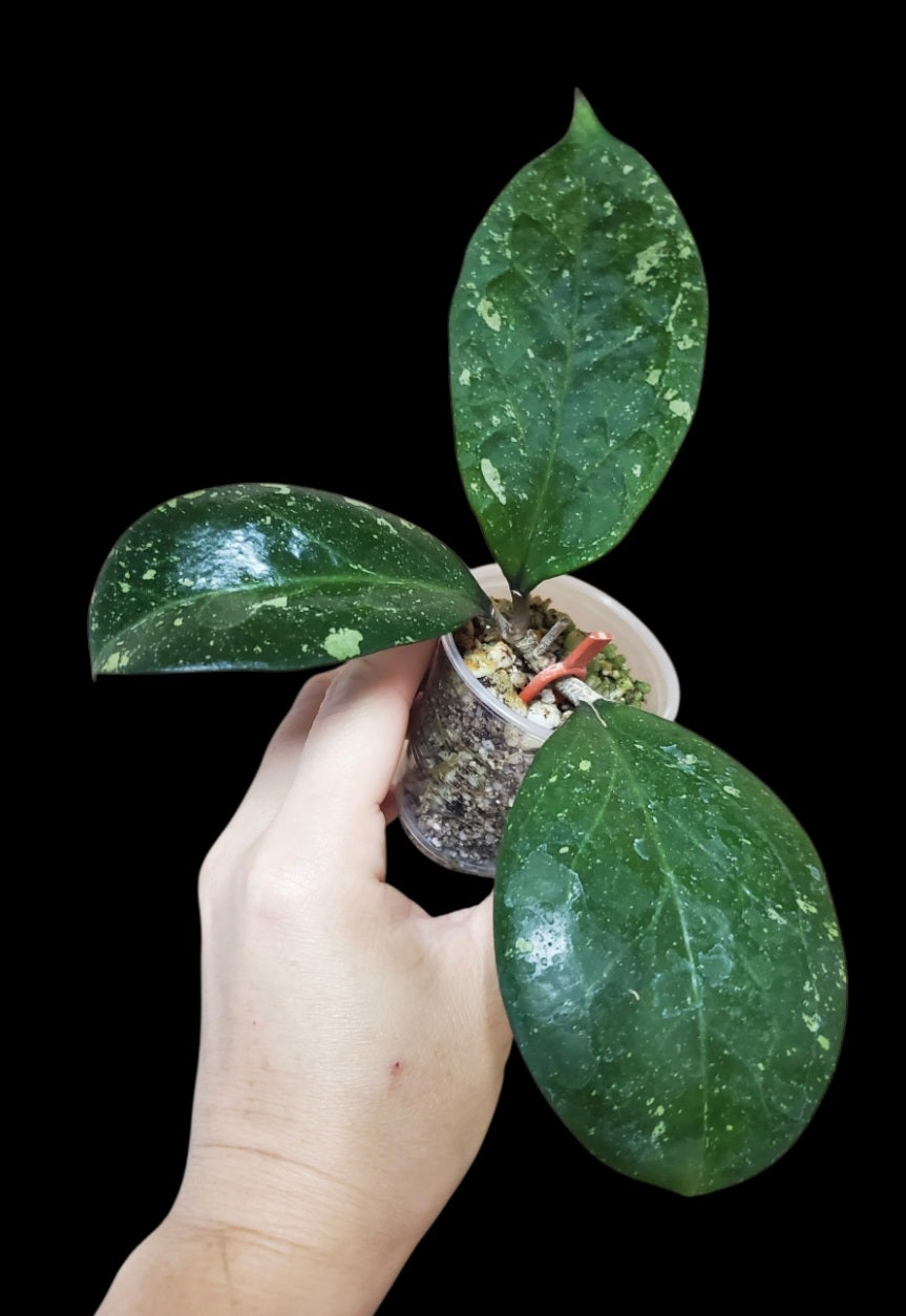 H. michelle splash