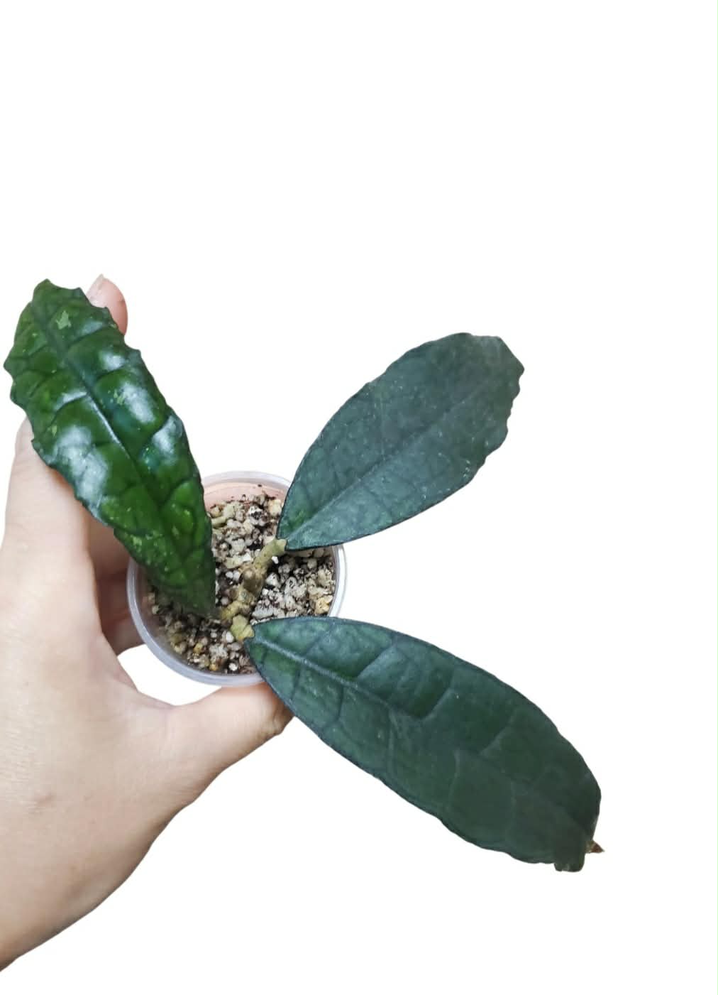 H. finlaysonii long leaves