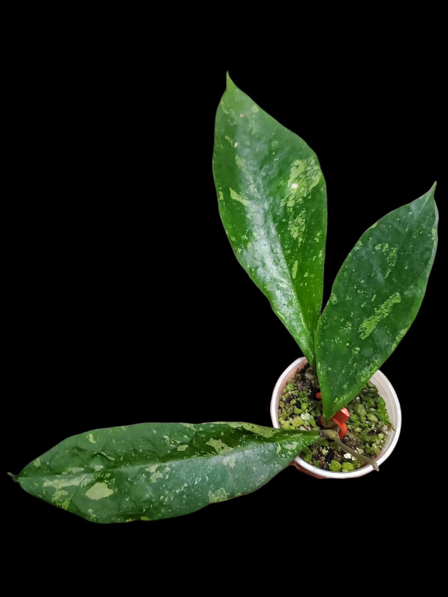 H. estrellaensis splash