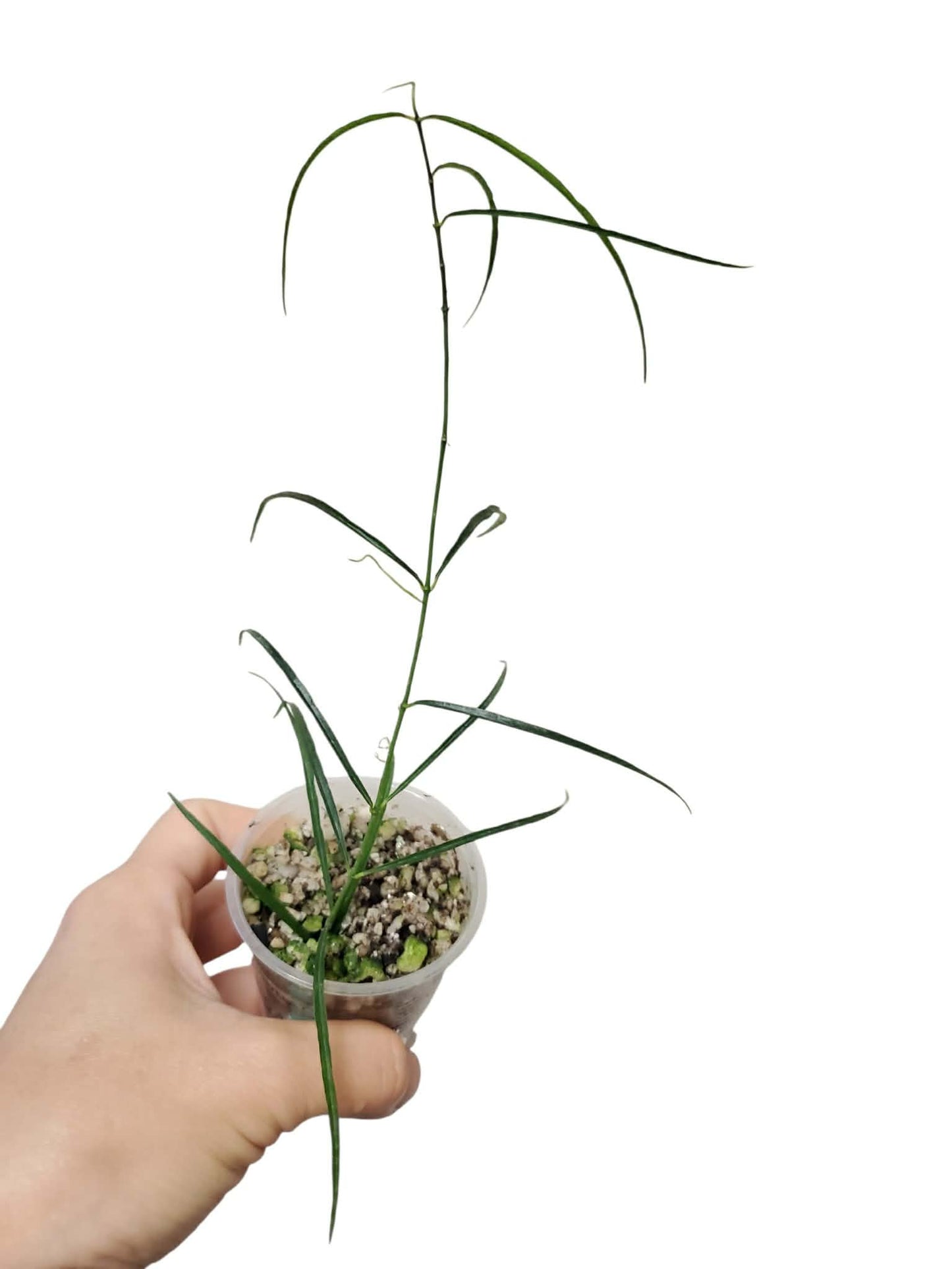 H. stenophylla