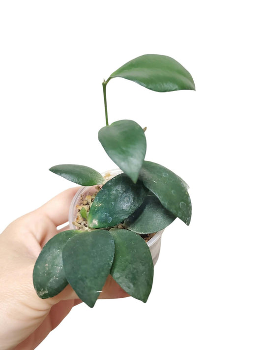 H. myrmecopa