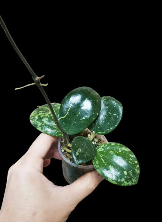 H. parasitica heart leaves splash