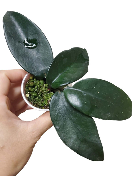 H. dasyantha