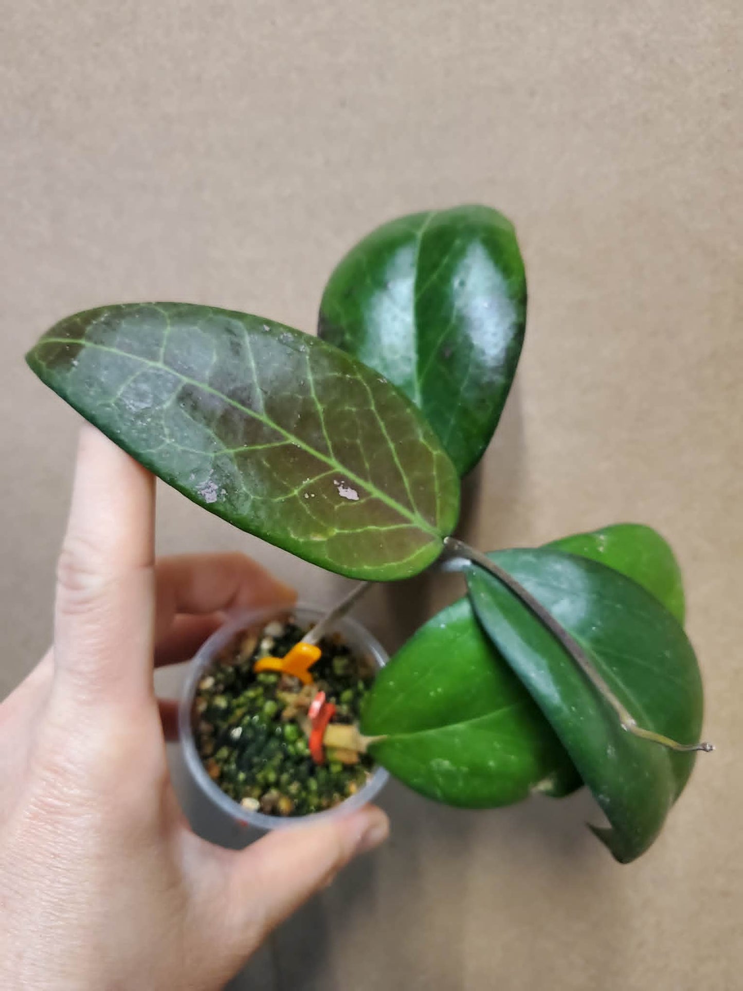 H. vitellina pink