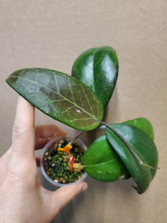 H. vitellina pink