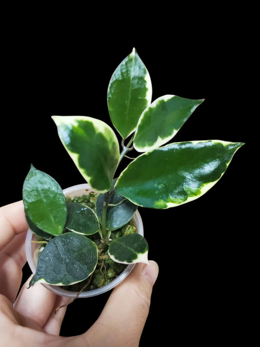 H. lacunosa asami
