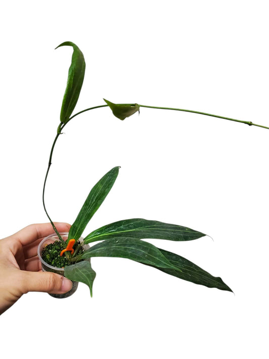 h. soligamiana