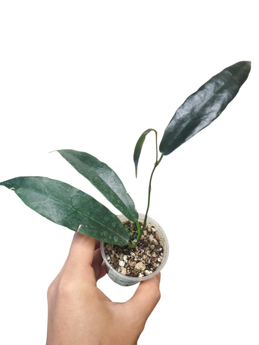 H. archboldiana pink