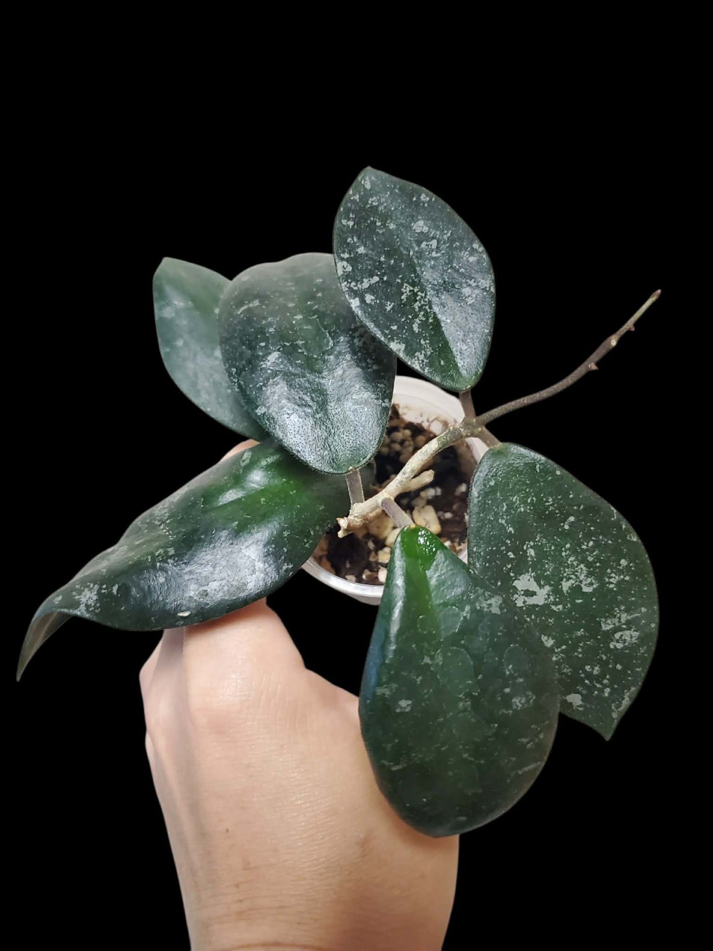 H. phuwuaensis round leaves