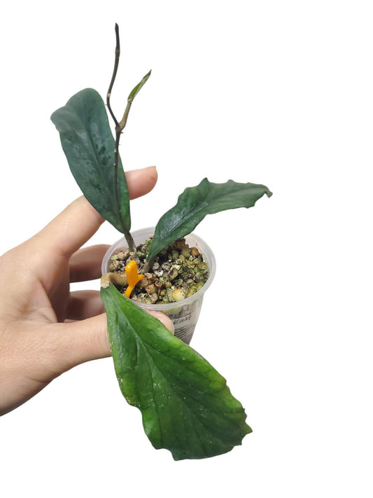 H. Sp. Kast
