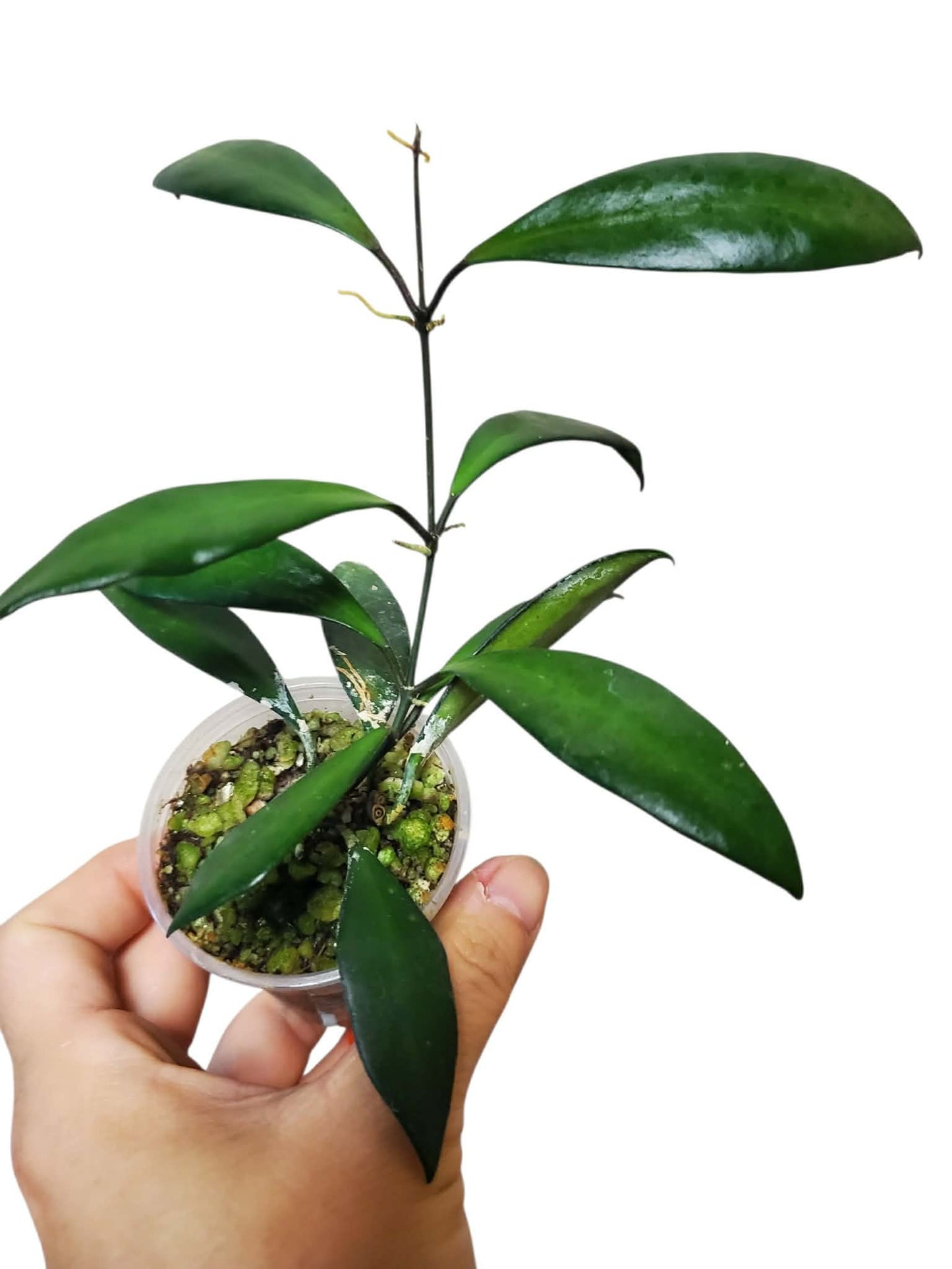 H. davidcumingii