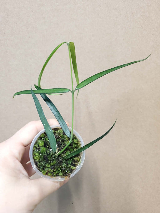 H. pandurata angustifolia