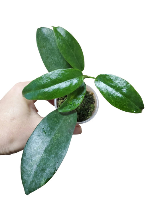 H. albiflora