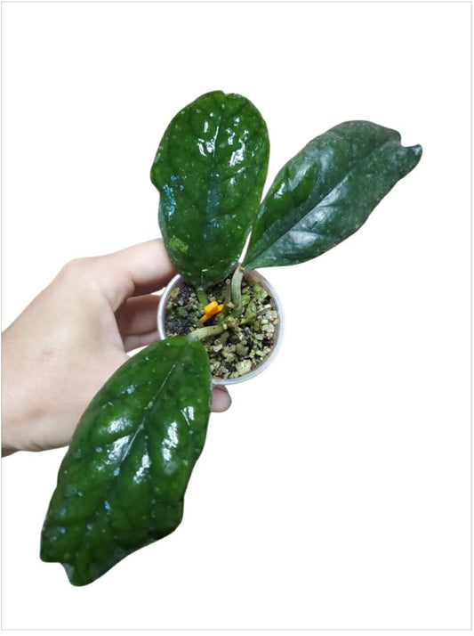 H. viola
